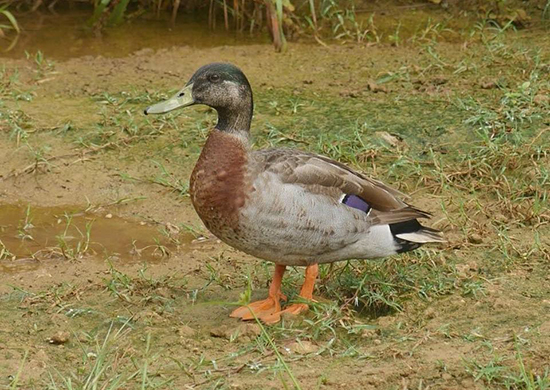 ترِوِر، تنهاترین اردک دنیا! (+عکس)