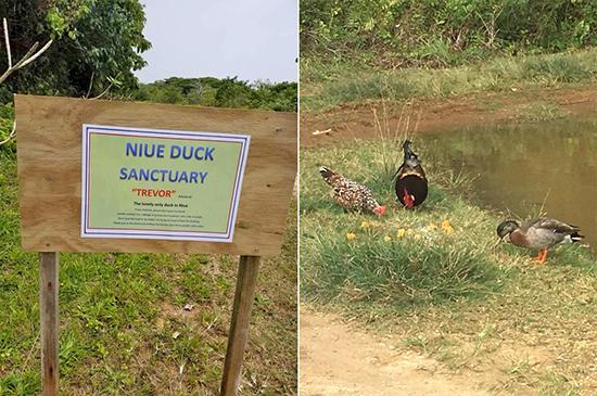 ترِوِر، تنهاترین اردک دنیا! (+عکس)