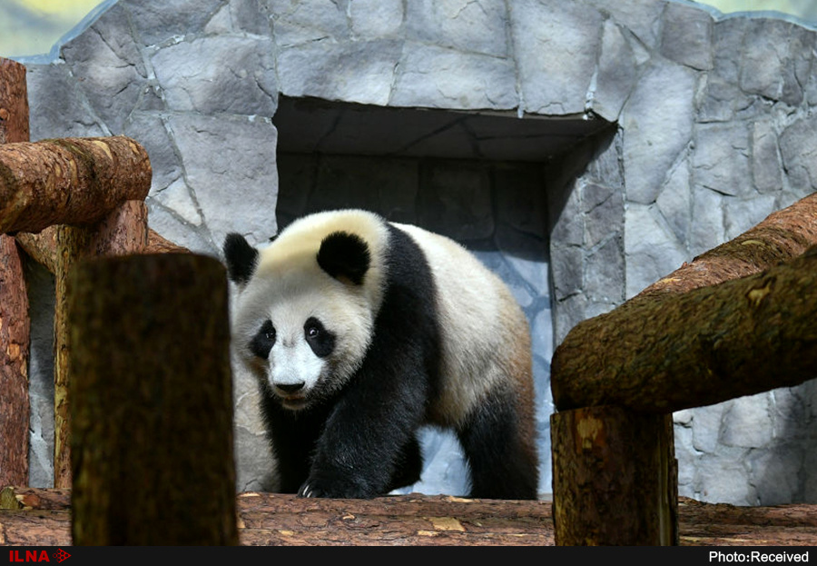 Панда живет в зоопарке. Большая Панда в Московском зоопарке. Панда Диндин из Московского зоопарка. Панда в зоопарке Москвы. Павильон панд в Московском зоопарке.