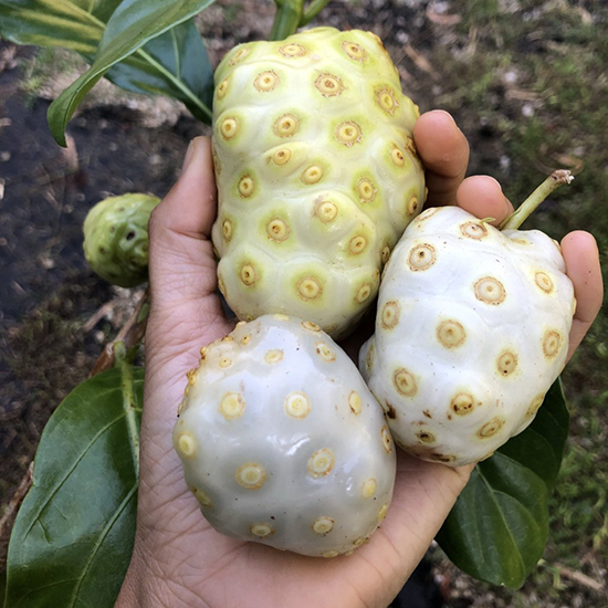 میوه‌های عجیب و هیجان انگیز آسیا! +عکس
