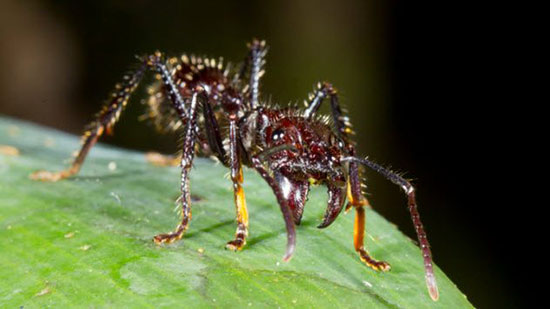 ترسناک‌ترین و خطرناک‌ترین حشرات جهان را بشناسید (+عکس)