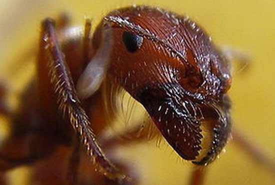 ترسناک‌ترین و خطرناک‌ترین حشرات جهان را بشناسید (+عکس)