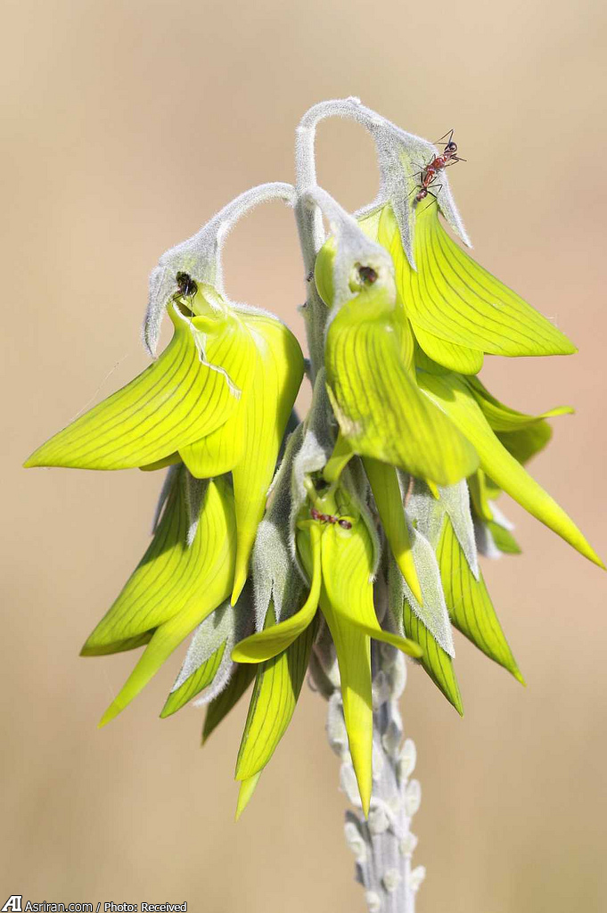 گیاهی با شباهت عجیب به یک پرنده! (+تصاویر)