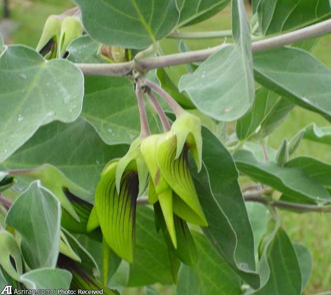 گیاهی با شباهت عجیب به یک پرنده! (+تصاویر)