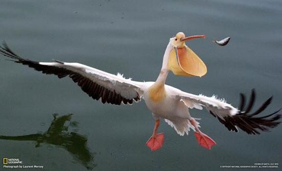 پرندگانی با ظاهری عجیب و خنده‌دار!+تصاویر