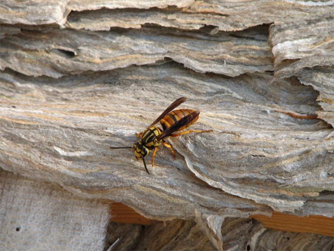 لانه‌های ترسناک و عظیم‌الجثه زنبور‌ها (+عکس)