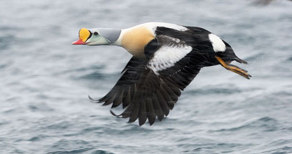 10 اردک زیبا و غیر معمول جهان (+عکس)