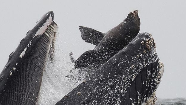 تصویری که شاید یکبار در زندگی ببینید: نهنگی که یک شیر دریایی را 'می‌بلعد'(+عکس)