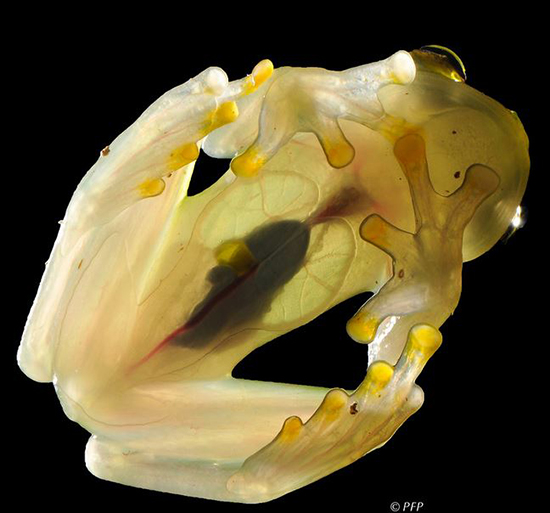 حیوانات شفافی که ثابت می&zwnj;کنند این سیاره یک معجزه است (+عکس)