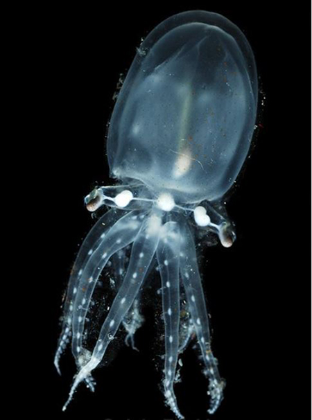 حیوانات شفافی که ثابت می&zwnj;کنند این سیاره یک معجزه است (+عکس)