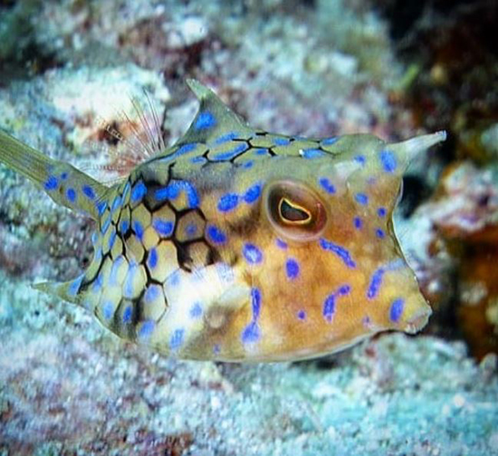 حیوانات شفافی که ثابت می&zwnj;کنند این سیاره یک معجزه است (+عکس)