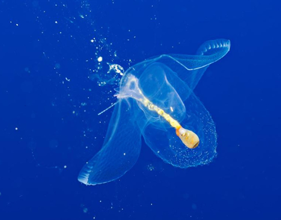 حیوانات شفافی که ثابت می&zwnj;کنند این سیاره یک معجزه است (+عکس)