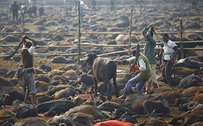 قتل عام‌های سنتی حیوانات در جهان (+عکس)
