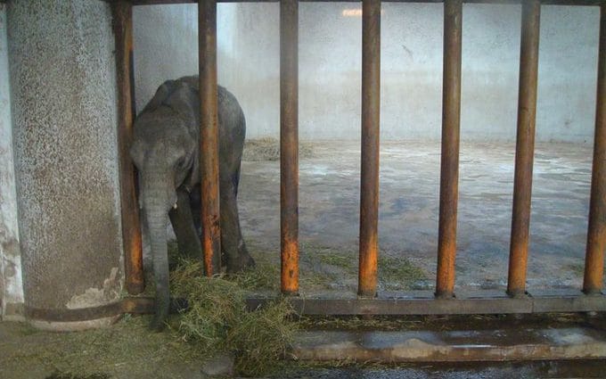 ممنوعیت تجارت جهانی بچه فیل‌ در باغ‌وحش