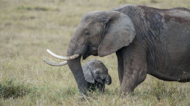 ممنوعیت تجارت جهانی بچه فیل‌ در باغ‌وحش