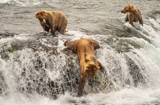 پشتکار خرس‌ها برای شکار سالمون (+عکس)