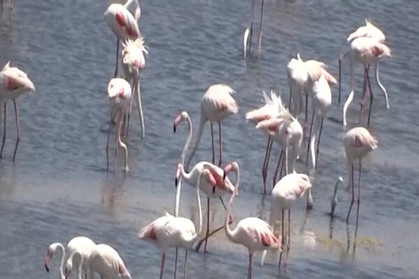 بازگشت فلامینگوها به زیستگاه&zwnj;های آبی آذربایجان غربی