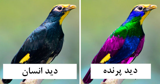 پرنده‌ها دنیا را چگونه می‌بینند؟ (+عکس)