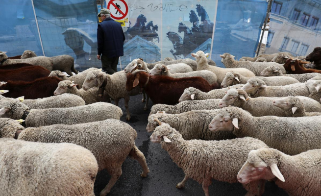 عبور گوسفندان از قلب مادرید (+عکس)