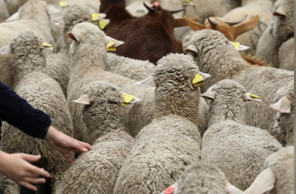 عبور گوسفندان از قلب مادرید (+عکس)