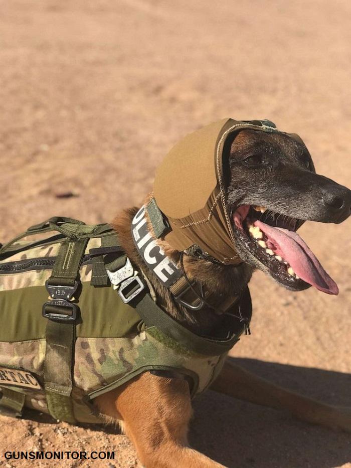 پوشش محافظ گوش؛ ابتکار ارتش آمریکا برای سگ های نظامی(+تصاویر)