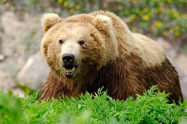 جریمه ۷۵ میلیون تومانی برای شکار خرس قهوه&zwnj;ای