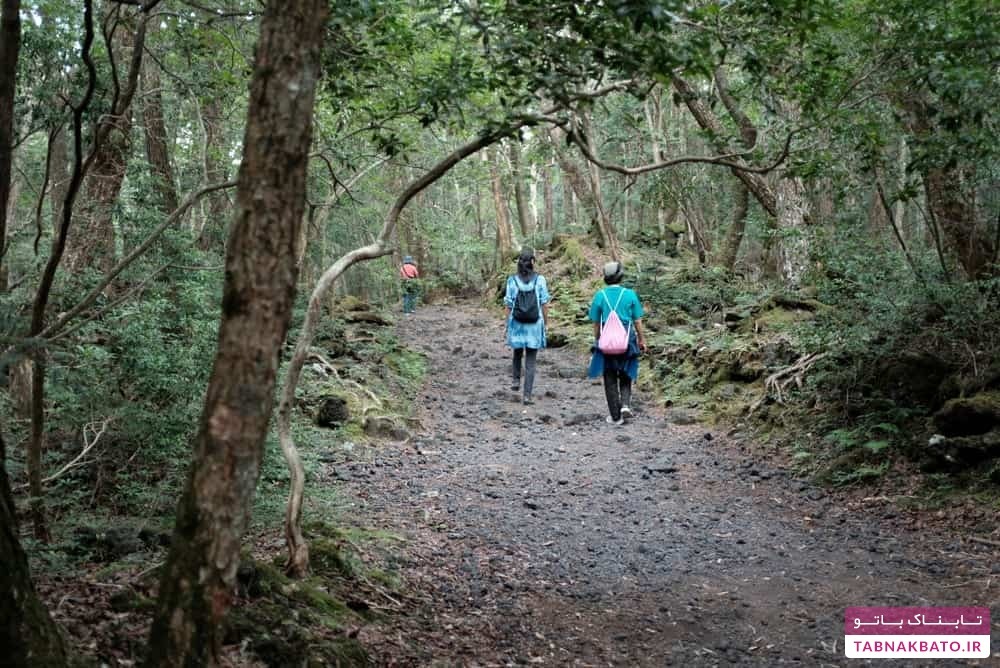 جنگل خودکشی در ژاپن