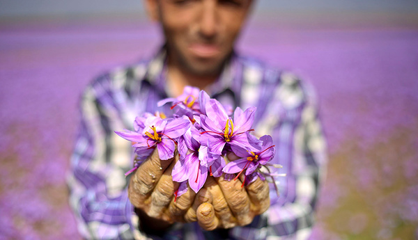 کیفیت زعفران ایرانی فدای دلالان چینی شد/ چینی‌ها از کشاورزان می‌خواهند زعفران 