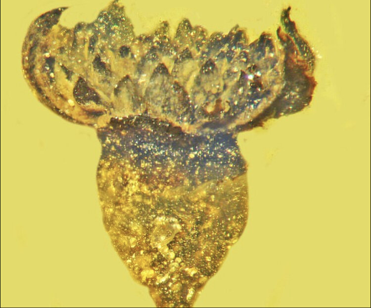 کشف یک گل 100میلیون ساله 