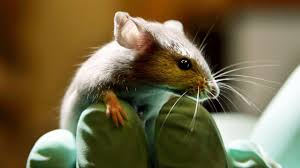 دانشمندان آلمانی موش‌های دچار فلج حرکتی را درمان کردند