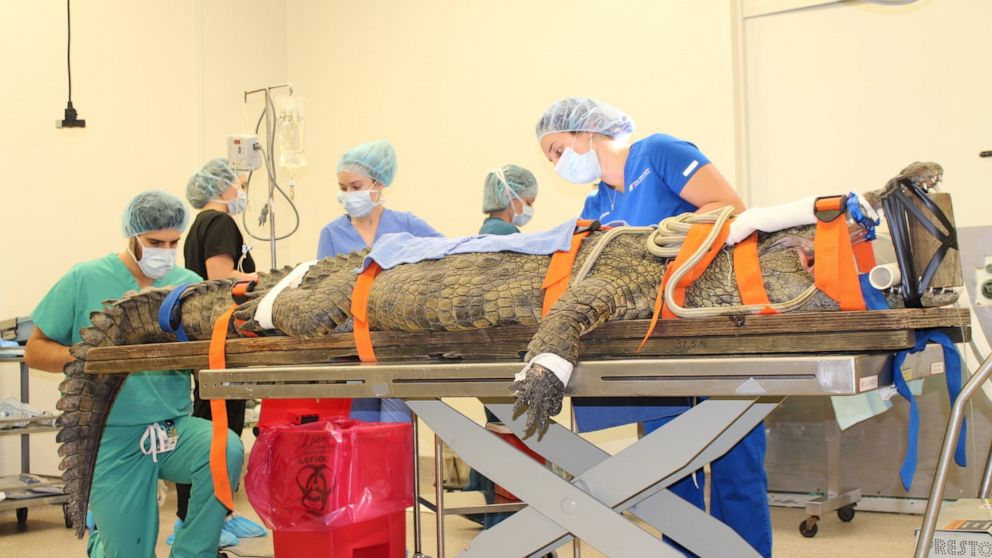 عمل جراحی تمساح 158 کیلویی (+عکس)