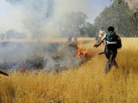 دستگیری عامل آتش‌سوزی عرصه‌های طبیعی ارژن شیراز
