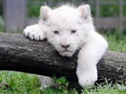 تلف شدن بچه شیر سفید در باغ وحش هویزه