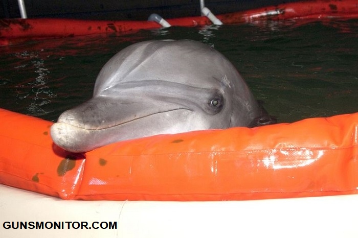 دلفین های نیروی دریایی آمریکا و کشف یک اژدر کمیاب! (+تصاویر)