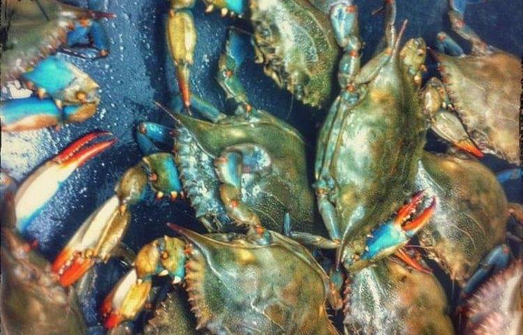 جنگ کره&zwnj;شمالی و کره&zwnj;جنوبی برای خرچنگ&zwnj;های آبی