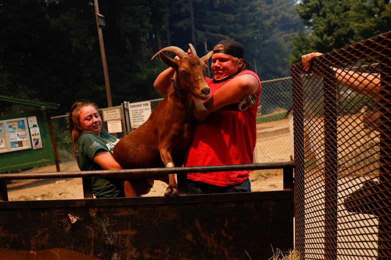 نجات حیوانات از اتش سوزی کالیفرنیا