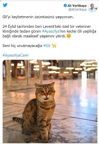 مرگ گربه مشهور ایاصوفیه و تسلیت استاندار استانبول