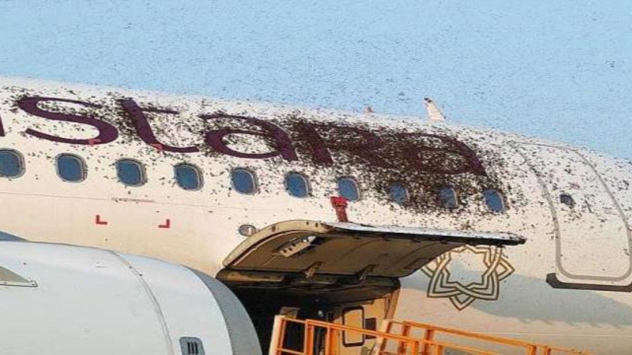 حمله زنبورها