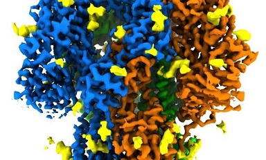 واقعی‌ترین تصویر از ساختار پروتئین خوشه‌ای کروناویروس