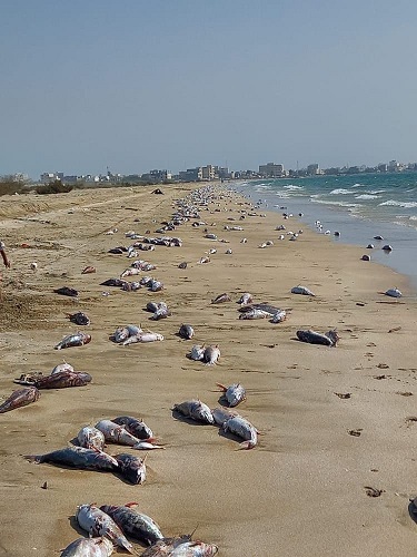 تخمین بیش از ۱۰تن لاشه تلف شده گربه ماهی در ساحل جاسک هرمزگان
