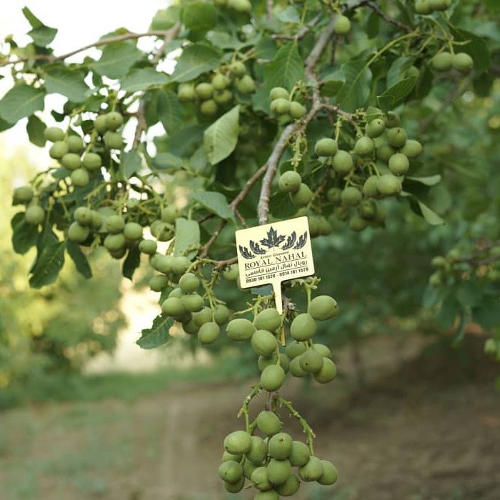 معرفی و خرید 3 نهال پرفروش (گردو ، بادام ، انگور) در کشور