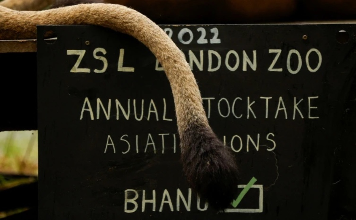 سرشماری سالانه باغ وحش لندن (عکس)