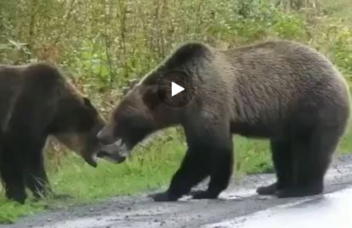 حیات وحش: نبرد دیدنی دو خرس گریزلی (فیلم)