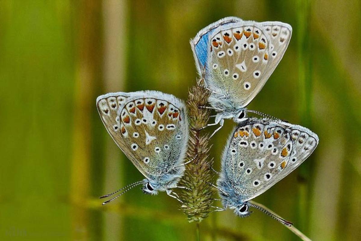 حیات وحش: پروانه‌ای حیرت انگیز و شبیه به چوب (فیلم)