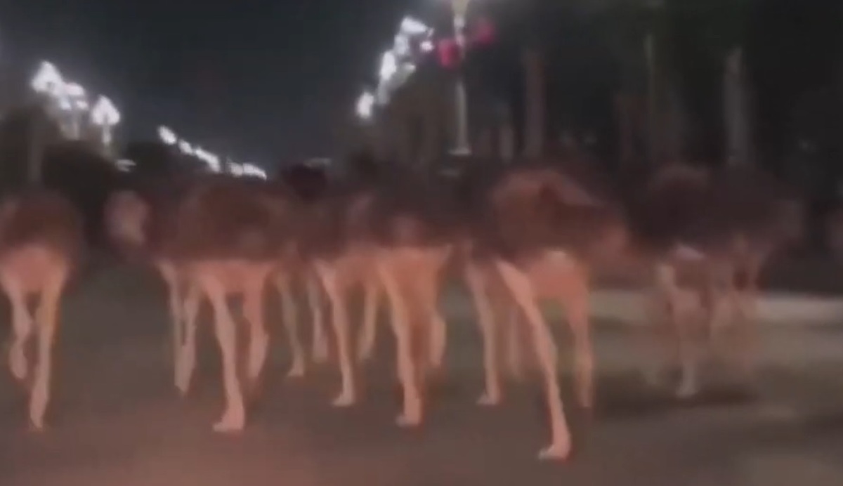 80 شترمرغ فراری، شهر را به هم ریختند! (+فیلم)