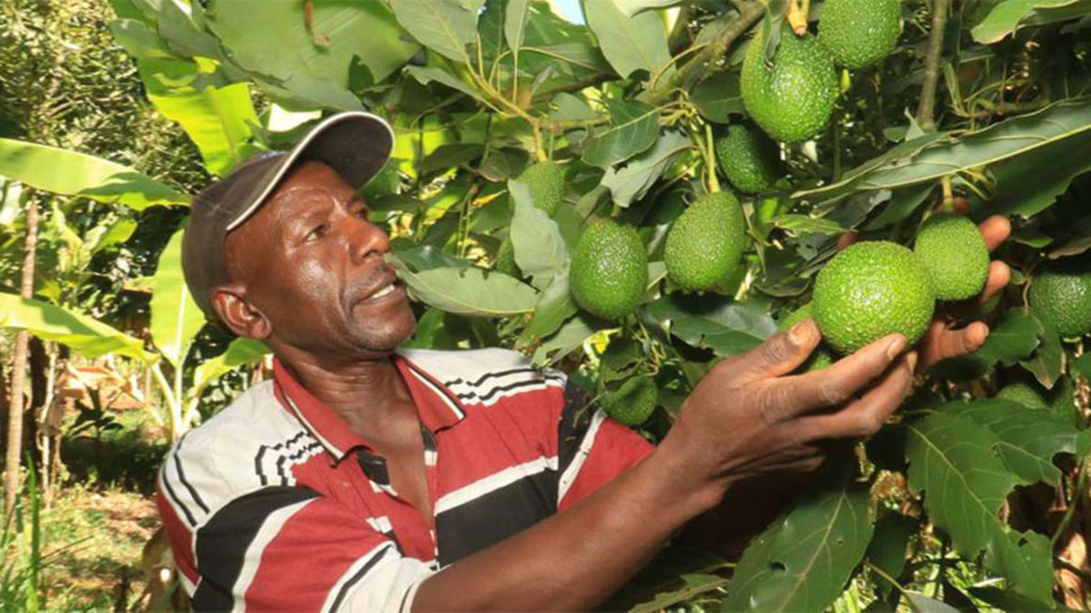 دزدان آووکادو در کنیا/ استخدام گروه های حرفه ای برای محافظت از محصول