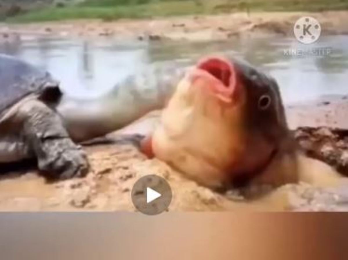 ویدئویی پربازدید در شبکه‌های اجتماعی: نجات یک ماهی از گودال توسط لاک پشت (فیلم)
