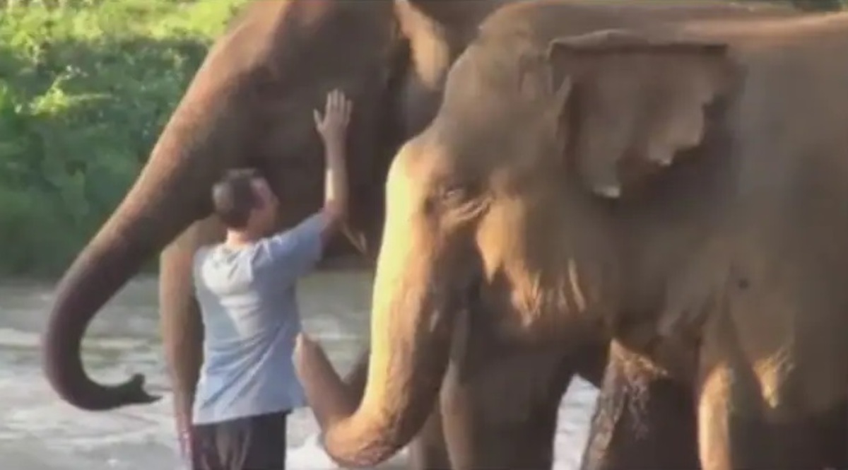 خوشحالی فیل‌ها از دیدن مربی خود بعد از یک سال (فیلم)