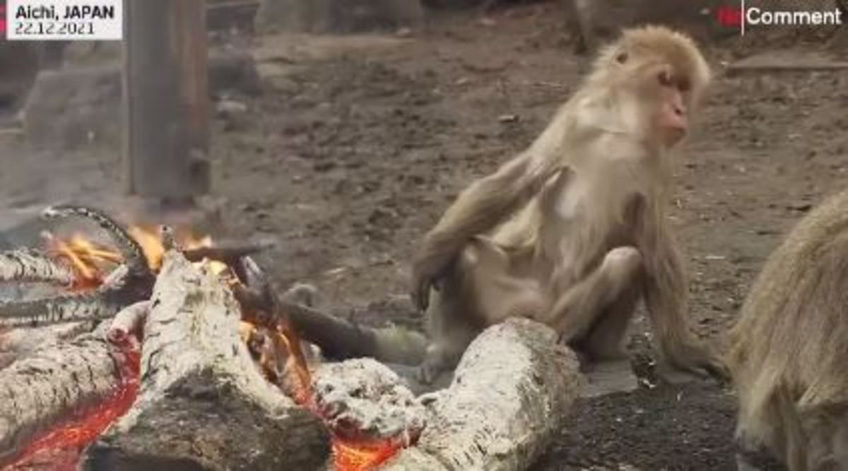 میمون‌ها دور آتش و مشغول صرف سیب‌زمینی تنوری (فیلم)