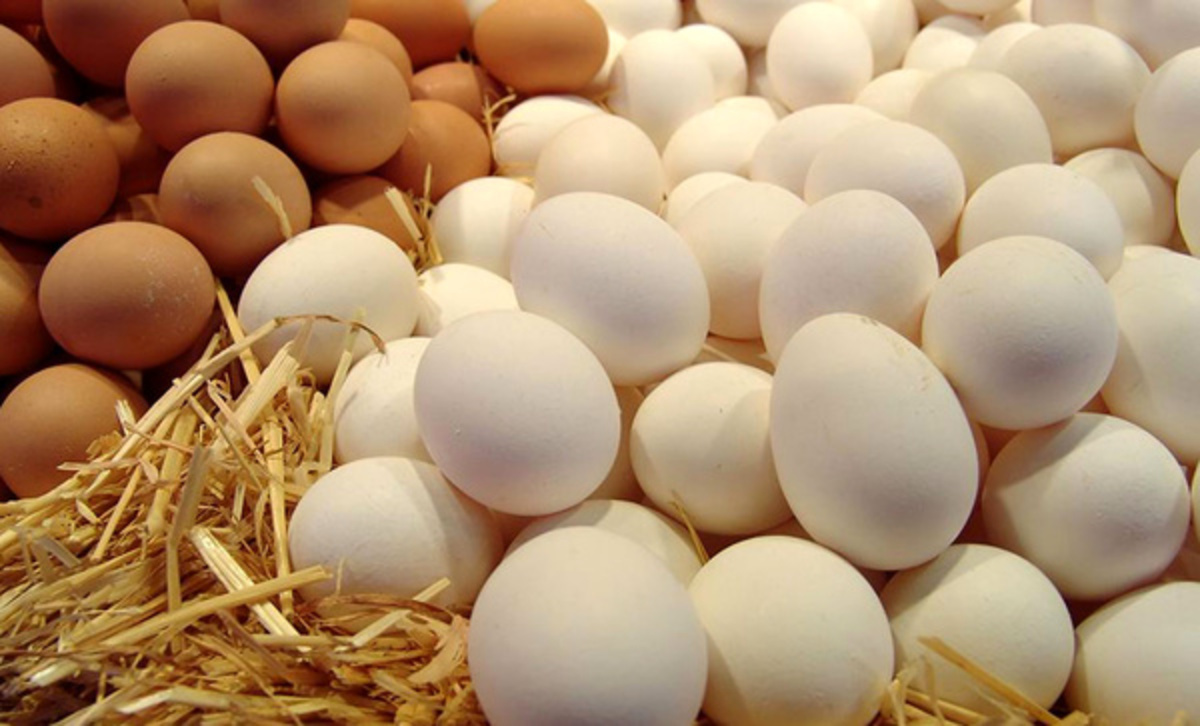 قاچاق تخم‌مرغ از کشور صحت دارد؟